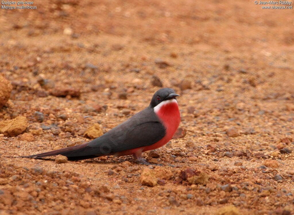 Rosy Bee-eater