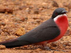 Rosy Bee-eater