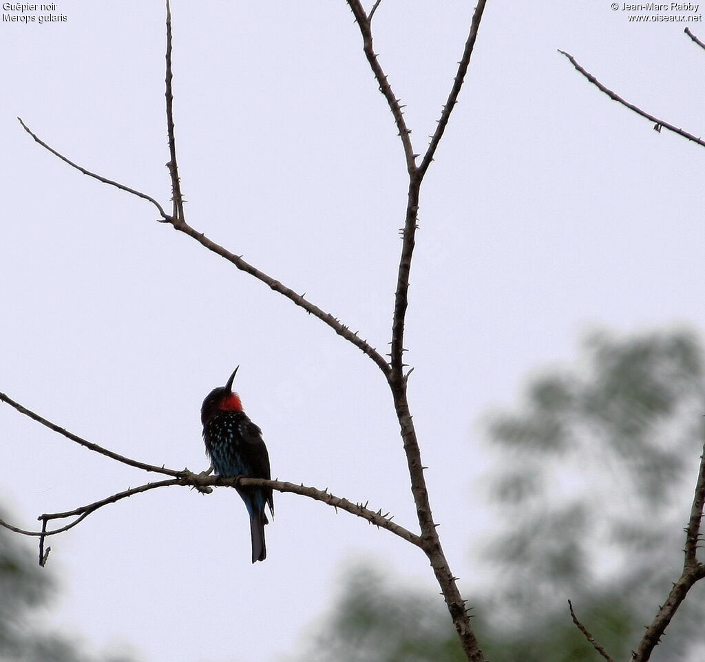 Black Bee-eater