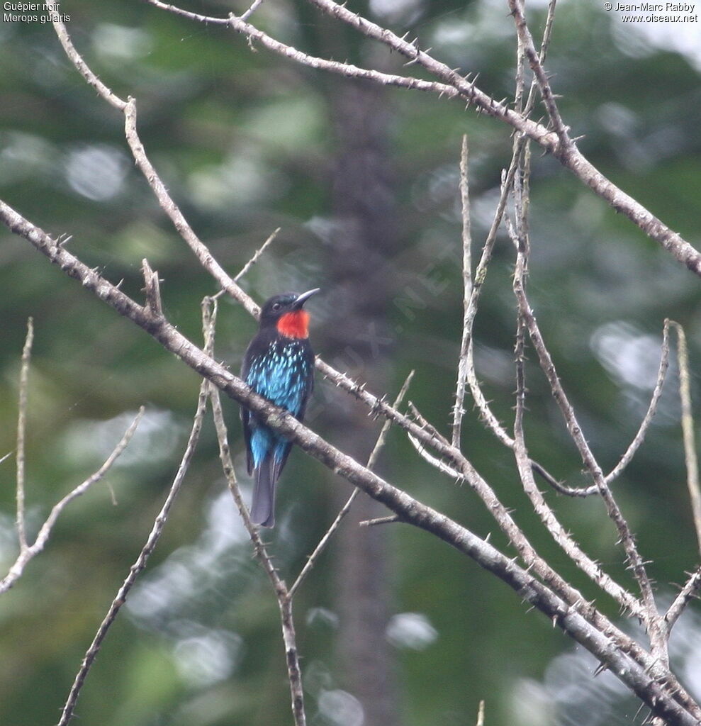 Black Bee-eater