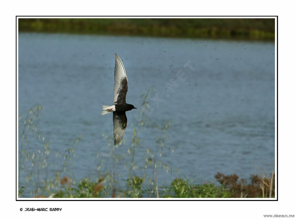 White-winged Tern, Flight