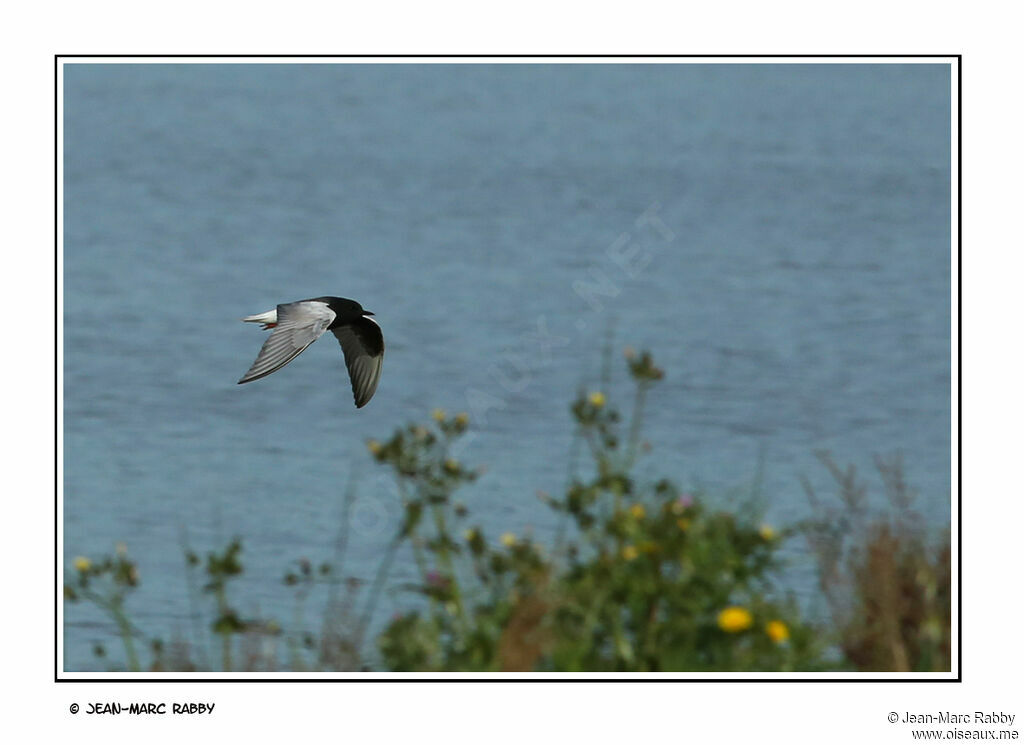 Guifette leucoptère, Vol