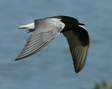 White-winged Tern