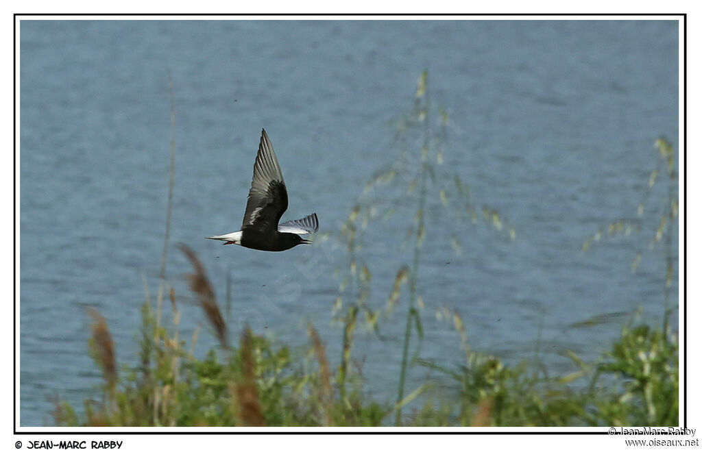 Guifette leucoptère, Vol