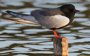 Guifette leucoptère