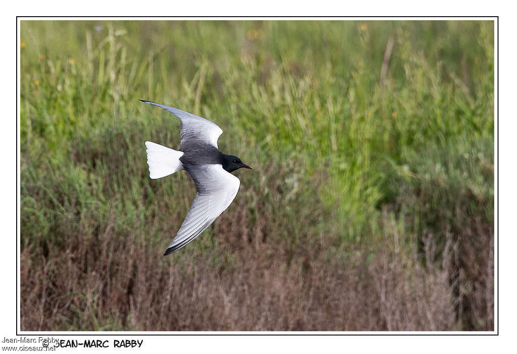 White-winged Ternadult breeding, pigmentation, Flight