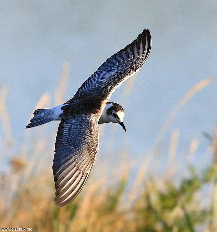 Guifette leucoptère, identification