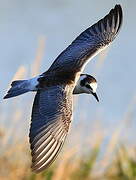 White-winged Tern