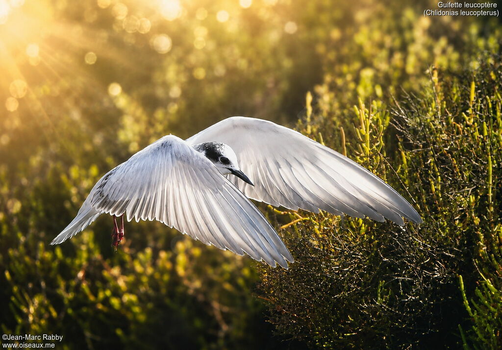 White-winged Tern