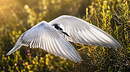 Guifette leucoptère