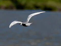 Whiskered Tern