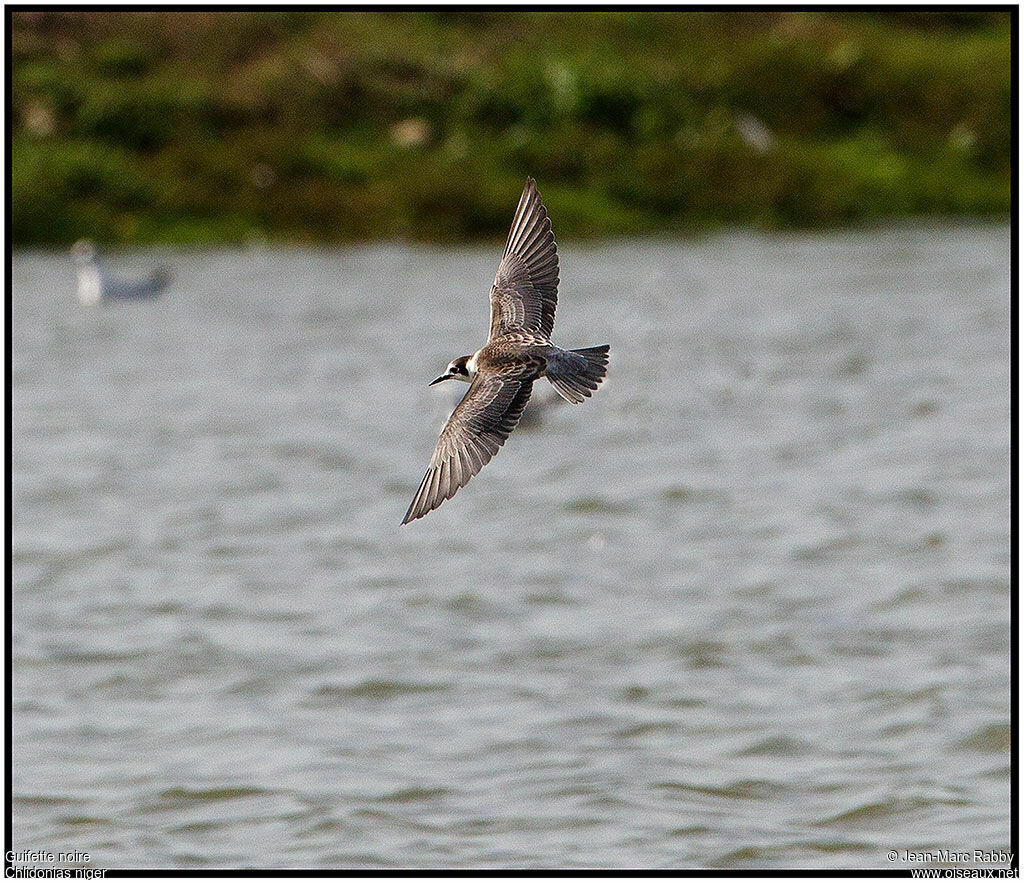 Black Tern, Flight