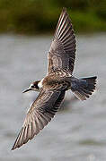 Black Tern