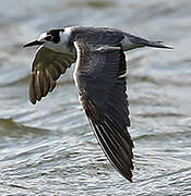 Black Tern