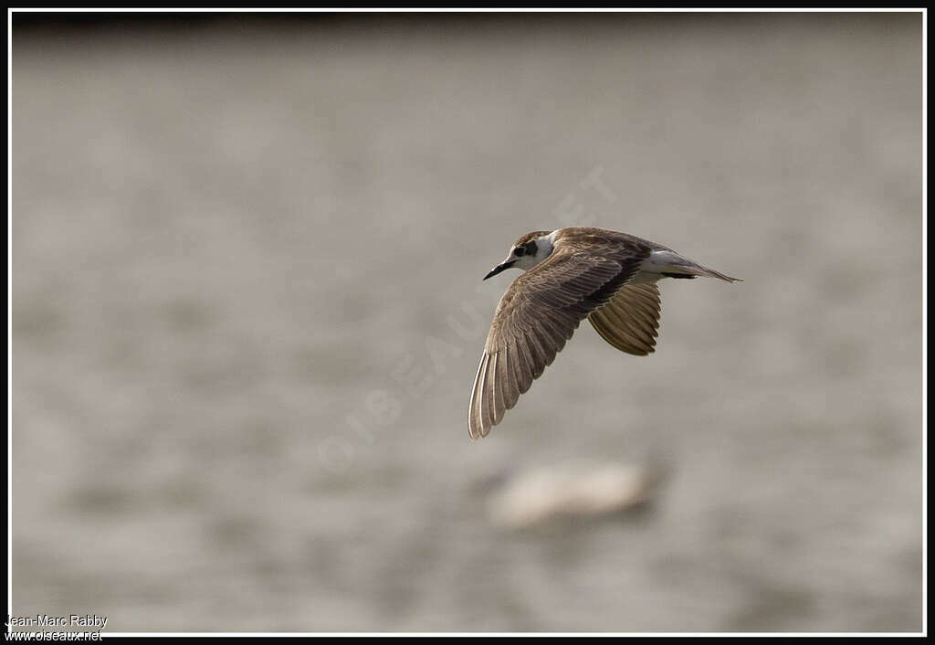 Black Ternjuvenile, Flight