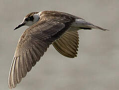 Black Tern