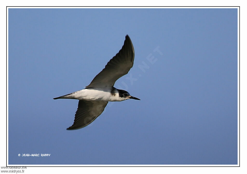 Black Tern, Flight