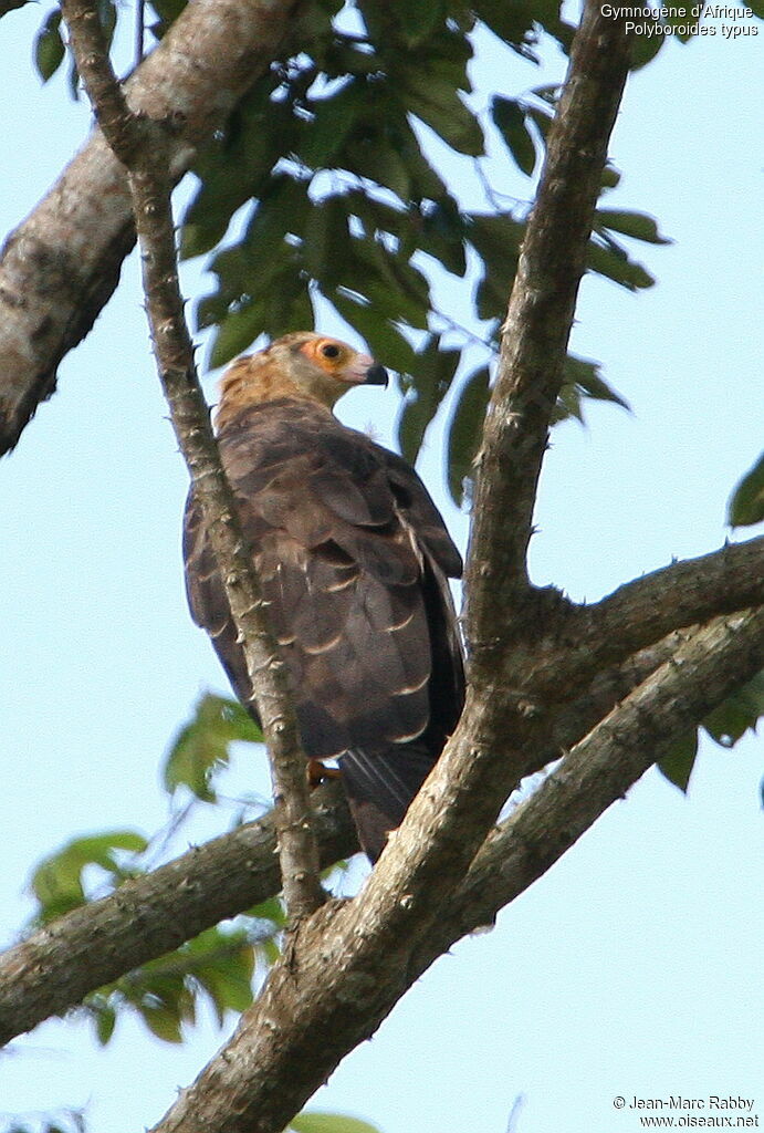 African Harrier-Hawk