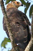 African Harrier-Hawk