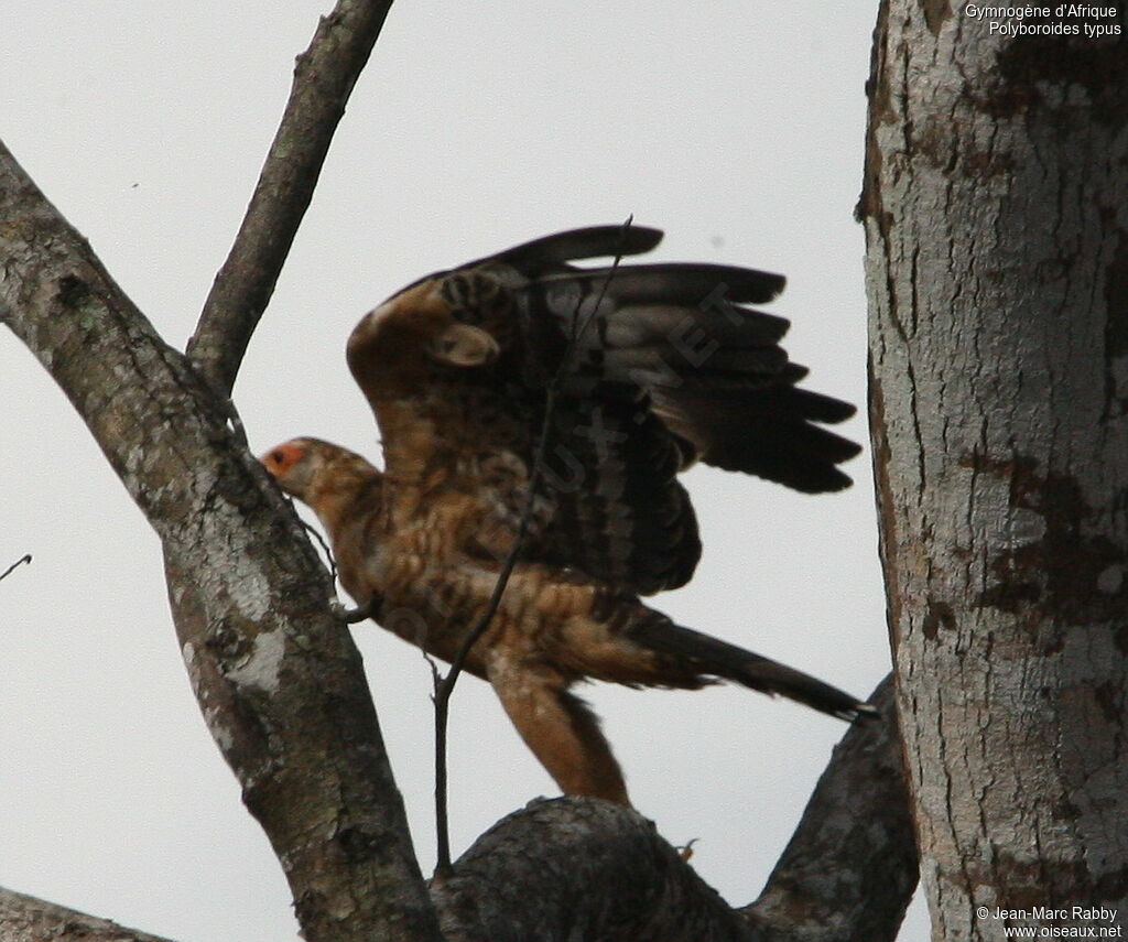 African Harrier-Hawk