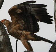 African Harrier-Hawk