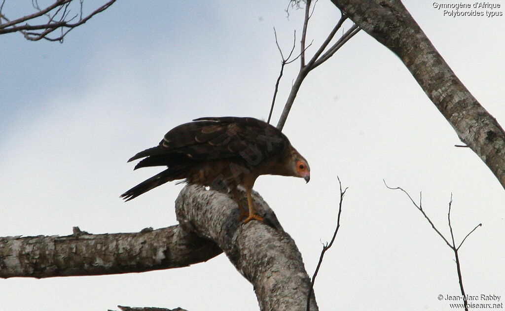 African Harrier-Hawk