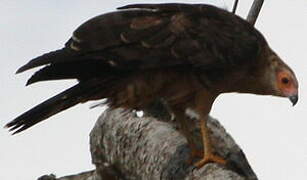 African Harrier-Hawk