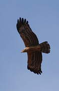 African Harrier-Hawk