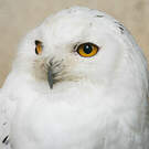 Harfang des neiges