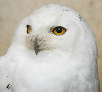 Snowy Owl