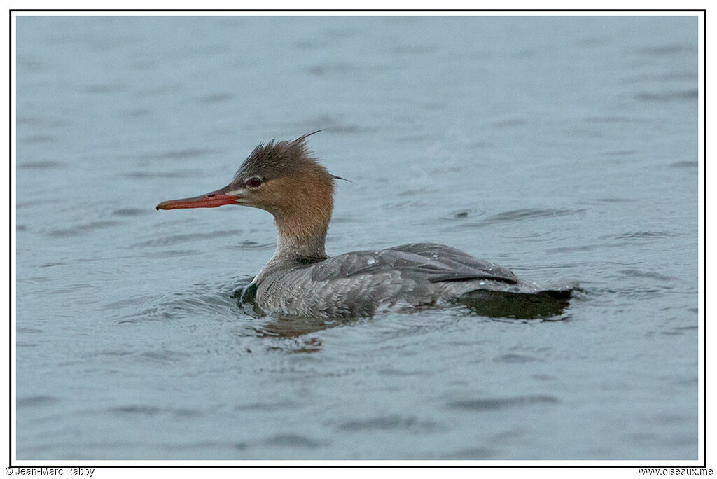 Red-breasted Merganser, identification