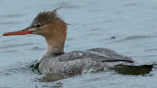 Red-breasted Merganser