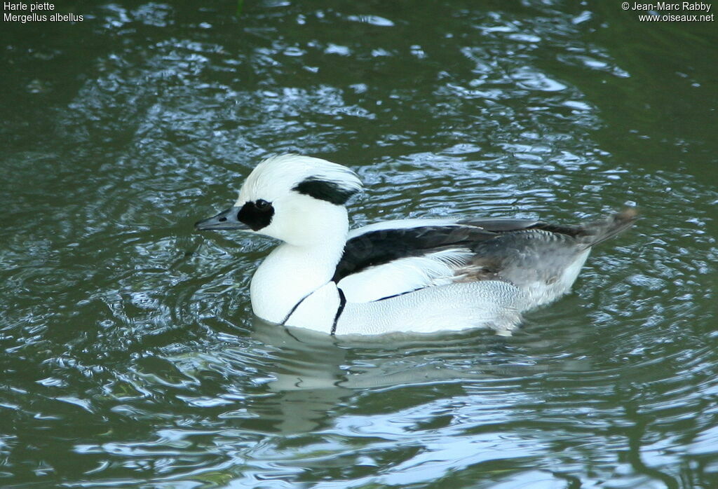 Smew male, identification