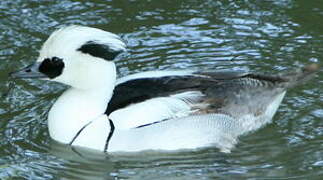 Smew