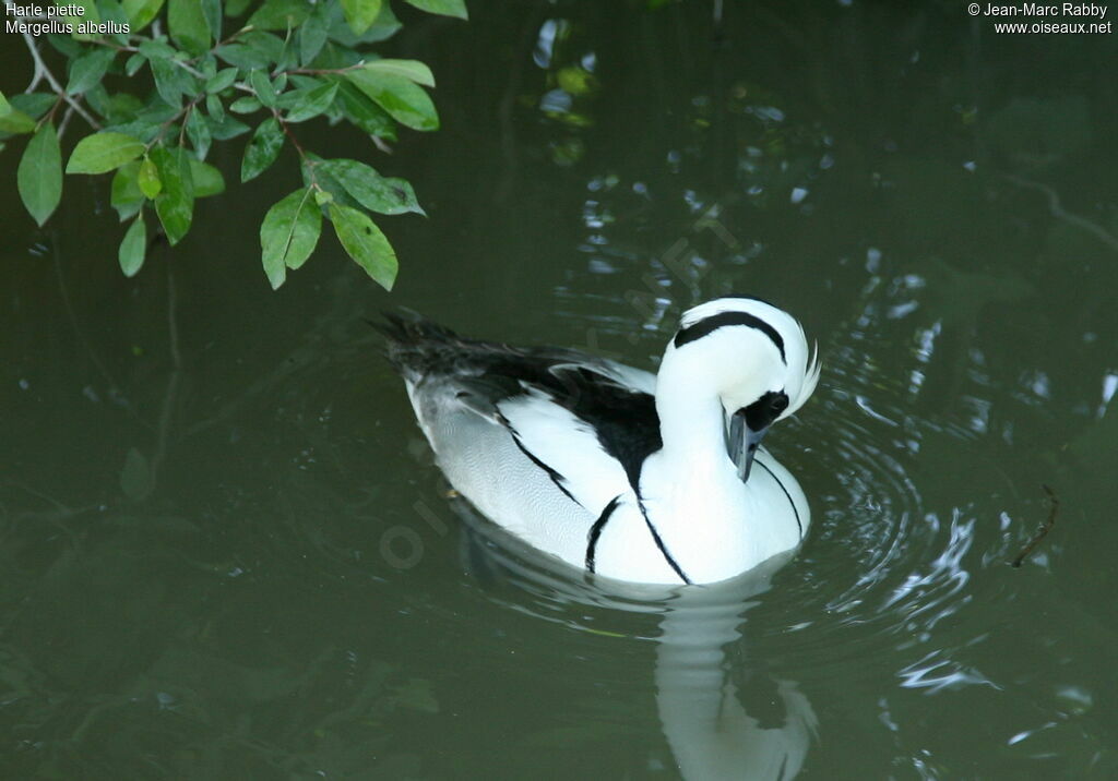 Harle piette, identification