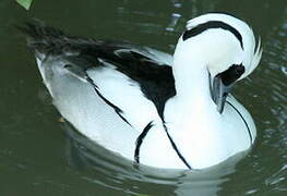 Smew