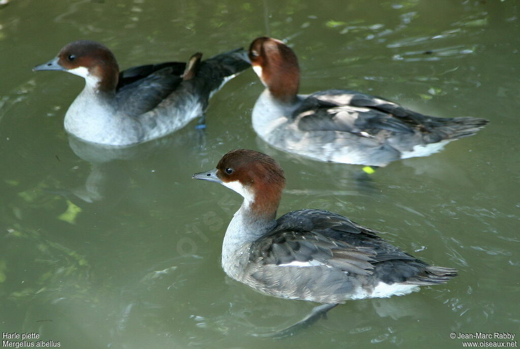 Harle piette femelle, identification