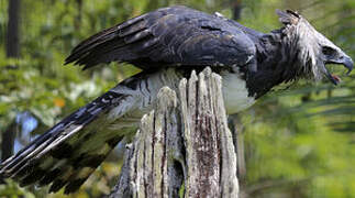 Harpy Eagle