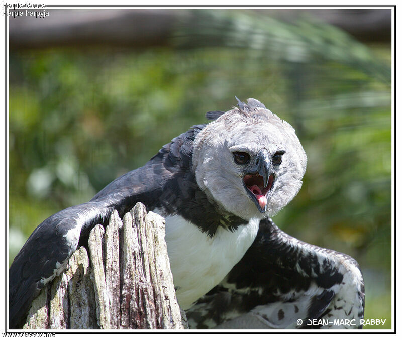 Harpy Eagle, identification