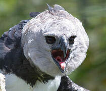 Harpy Eagle