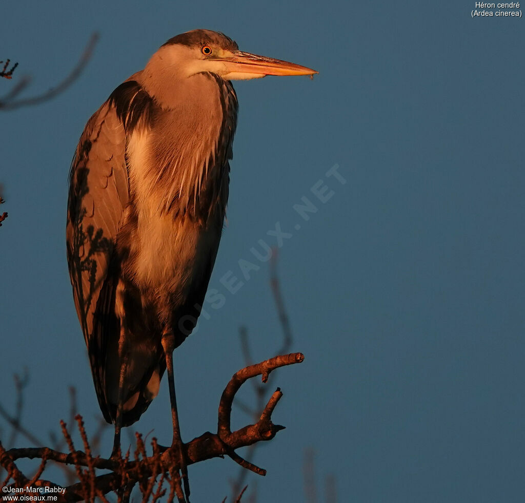 Grey Heron