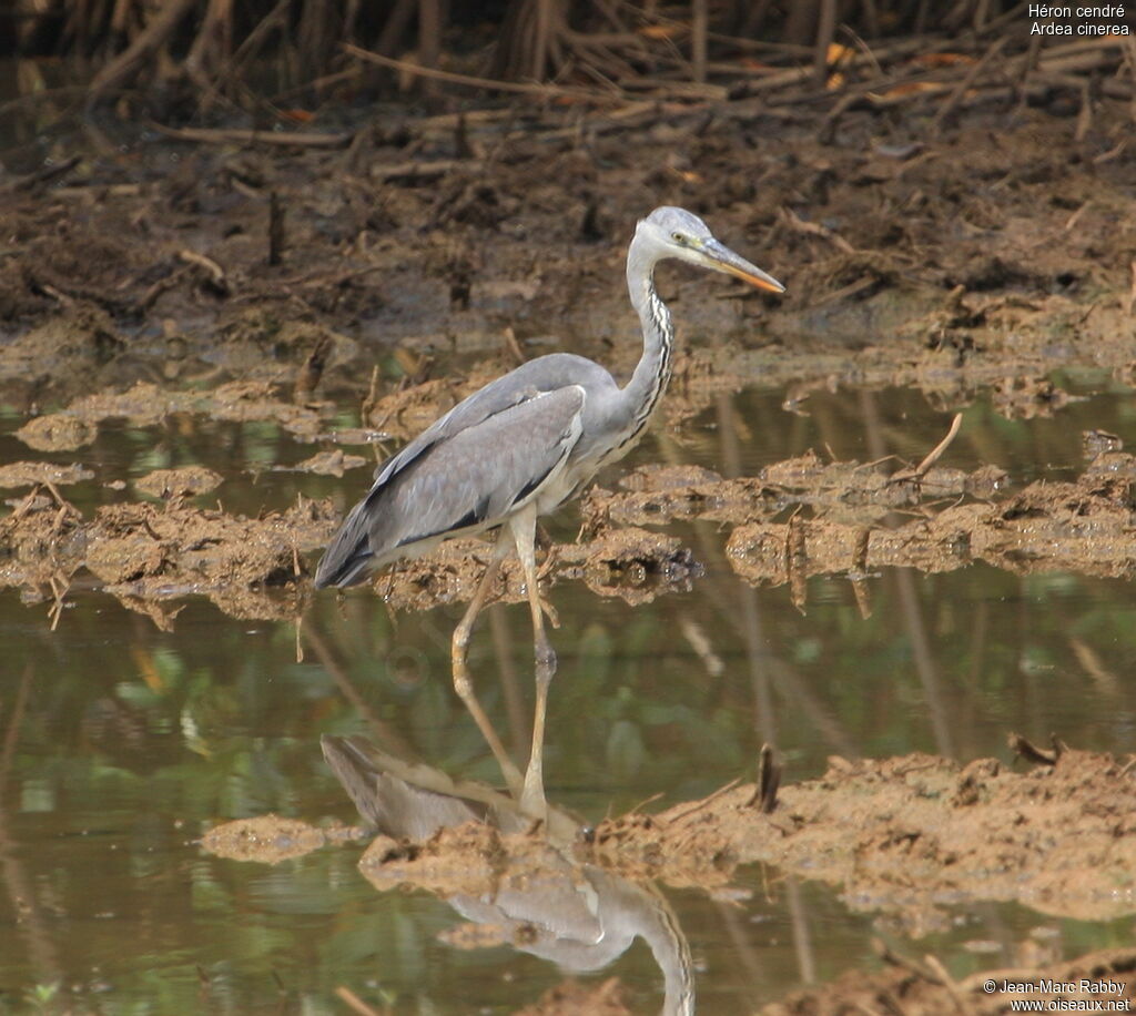 Grey Heron