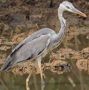 Grey Heron