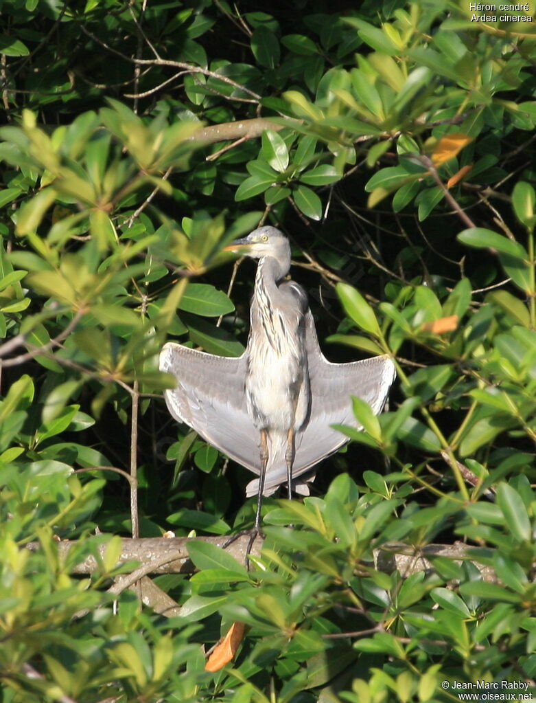 Grey Heron