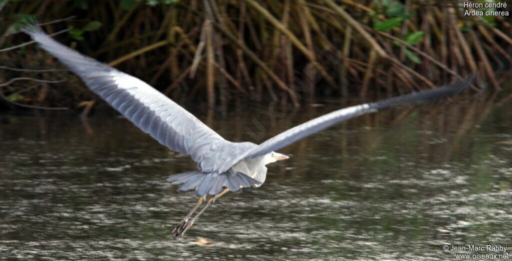 Grey Heron