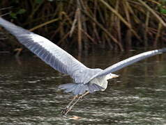 Grey Heron