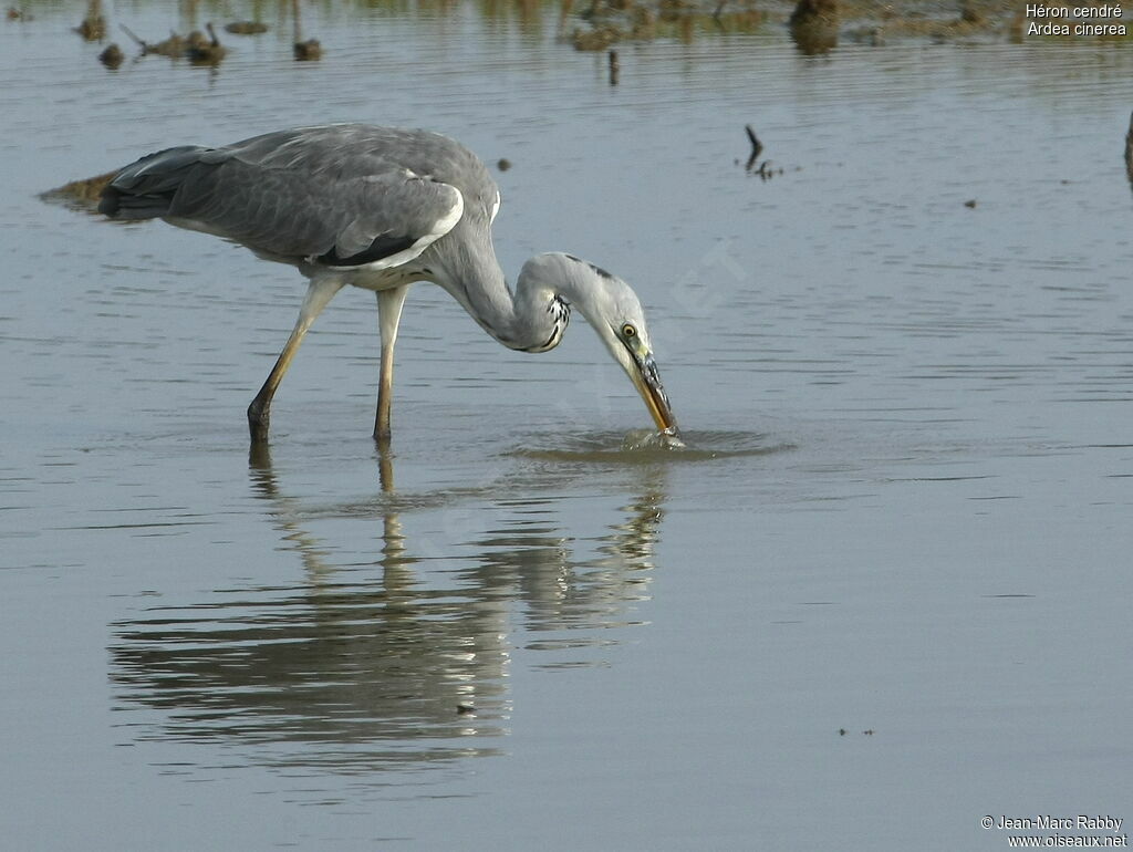 Grey Heron