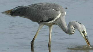 Grey Heron