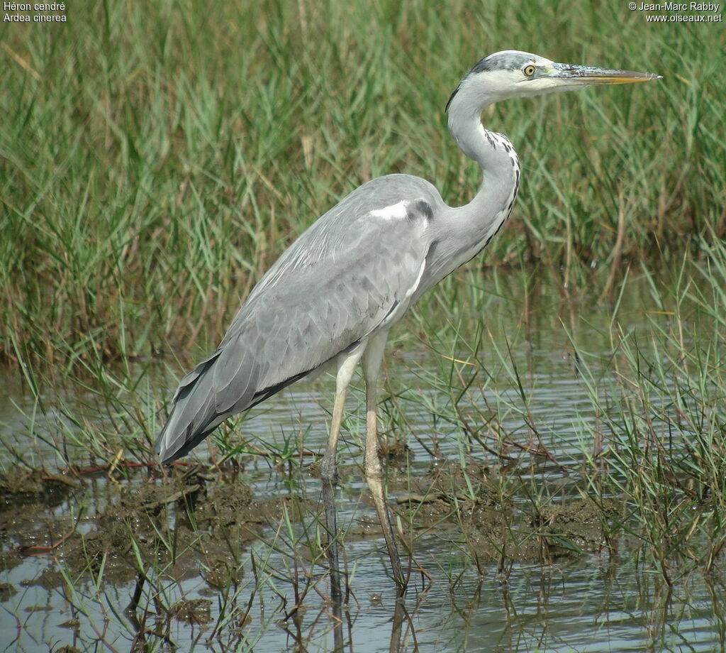 Héron cendré, identification