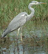 Grey Heron